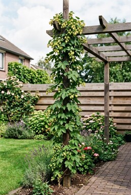 Humulus lupulus 'Golding' Stok