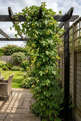 Humulus lupulus 'Golding' Stok