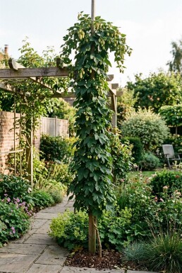 Humulus lupulus 'Nordbrau' Pind