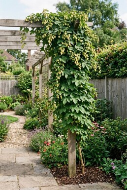 Humulus lupulus 'Nordbrau' Pind