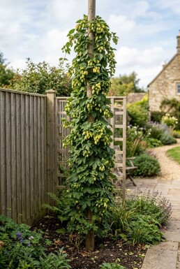 Humulus lupulus 'Pioneer' Stok