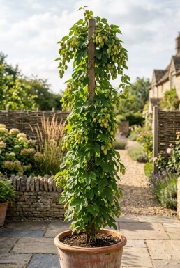 Humulus lupulus 'Prima Donna'® Stok