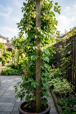 Humulus lupulus 'Prima Donna'® Stok