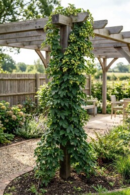 Humulus lupulus 'Target' Stok