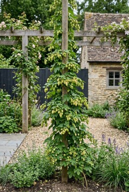 Humulus lupulus 'Target' Stok