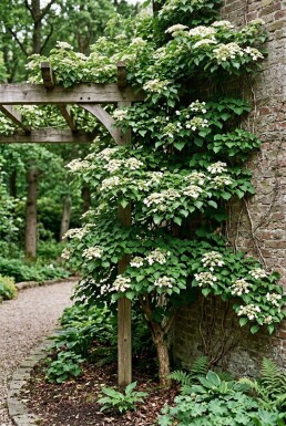Hydrangea anomala subsp. petiolaris Stok
