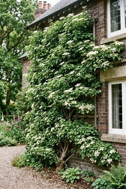 Hydrangea anomala subsp. petiolaris Fjergrenet