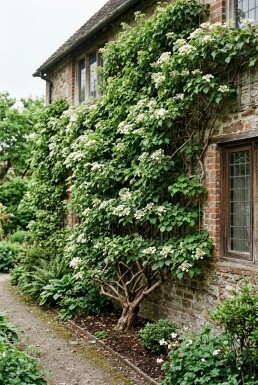 Hydrangea anomala subsp. petiolaris Fjergrenet