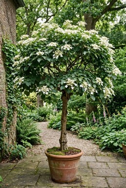 Hydrangea anomala subsp. petiolaris Op stamme