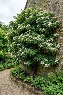 Hydrangea anomala subsp. petiolaris Solitær