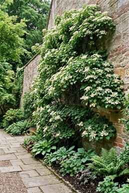 Hydrangea anomala subsp. petiolaris Solitær
