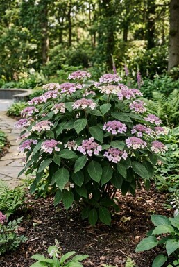 Hydrangea aspera 'Macrophylla'