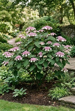 Hydrangea aspera 'Macrophylla' Solitær