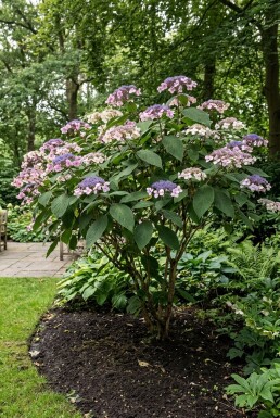 Hydrangea aspera 'Macrophylla' Solitær