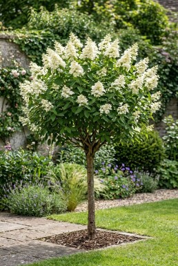 Hydrangea paniculata 'Kyushu' Halvstamme