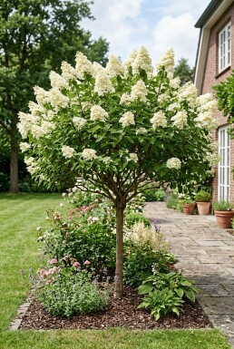 Hydrangea paniculata 'Kyushu' Halvstamme