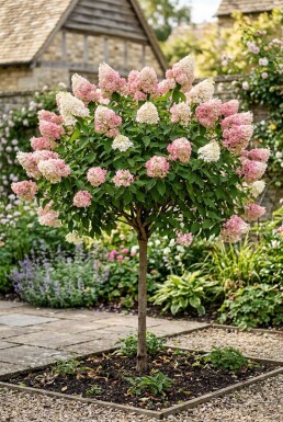 Hydrangea paniculata 'Pink Diamond' Halvstamme