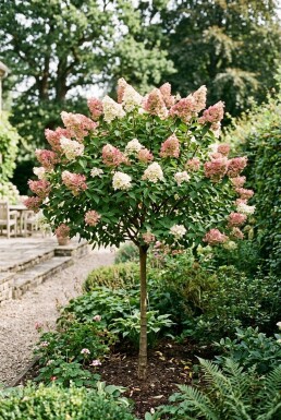 Hydrangea paniculata 'Pink Diamond' Halvstamme