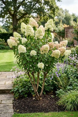 Hydrangea paniculata 'Polar Bear' Flerstammet