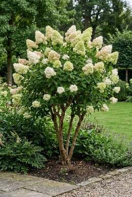 Hydrangea paniculata 'Polar Bear' Flerstammet