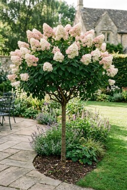 Hydrangea paniculata 'Silver Dollar' Halvstamme