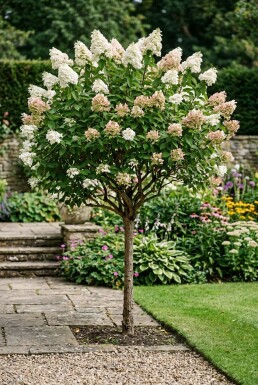 Hydrangea paniculata 'Silver Dollar' Halvstamme