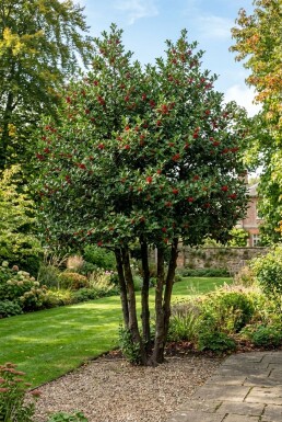 Ilex 'Nellie R. Stevens' Flerstammet