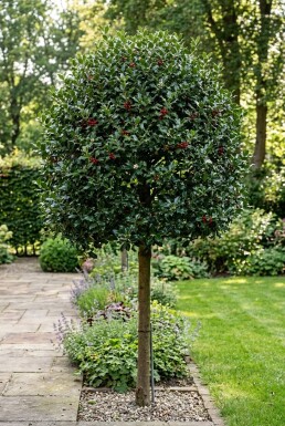 Ilex 'Nellie R. Stevens' på stamme