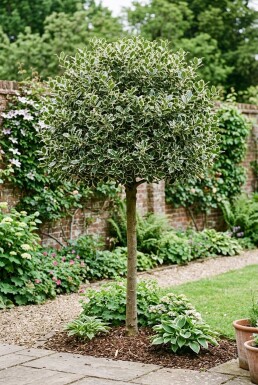 Ilex aquifolium 'Argentea Marginata' Halvstamme
