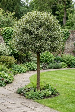 Ilex aquifolium 'Argentea Marginata' Halvstamme