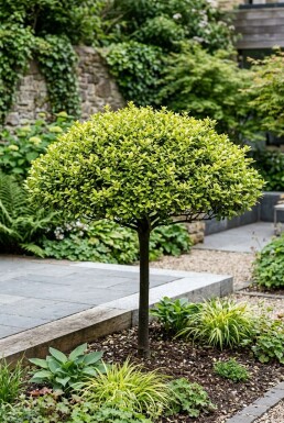 Ilex crenata 'Blondie' Parasol