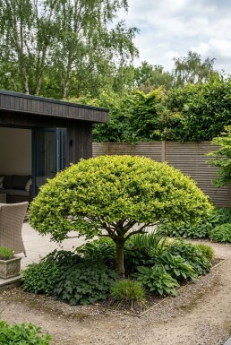 Ilex crenata 'Blondie' Parasol