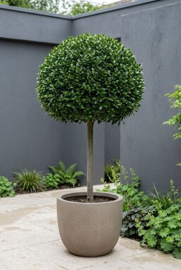 Ilex crenata 'Glory Gem' på stamme