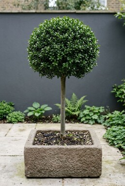 Ilex crenata 'Glory Gem' på stamme