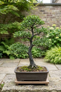 Ilex 'Impala' Bonsai