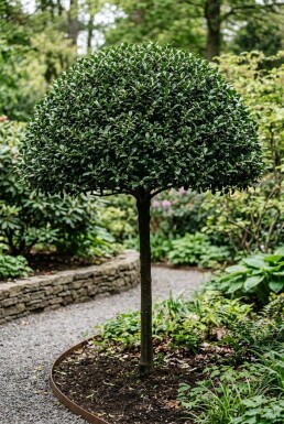 Ilex maximowicziana var. Kanehirae Skærm