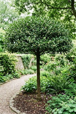 Ilex maximowicziana var. Kanehirae Skærm