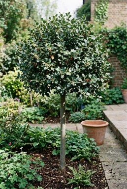 Ilex meserveae 'Blue Maid' Halvstamme