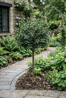 Ilex meserveae 'Blue Maid' Halvstamme