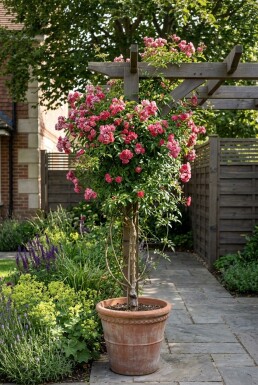 Jasminum beesianum Stok