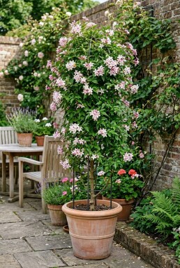 Jasminum stephanense Stok