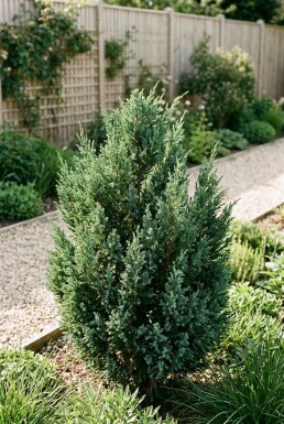 Juniperus 'Blue Chiffon' Busk