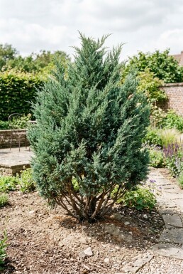 Juniperus chinensis 'Blue Alps' busk