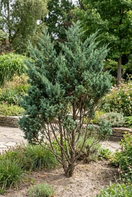 Juniperus chinensis 'Blue Alps' busk