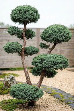 Juniperus chinensis 'Blue Alps' Bonsai