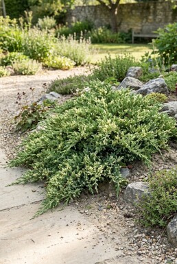 Juniperus chinensis 'Expansa Variegata' Busk