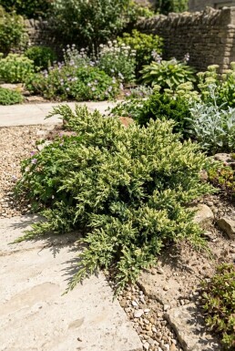 Juniperus chinensis 'Expansa Variegata' Busk