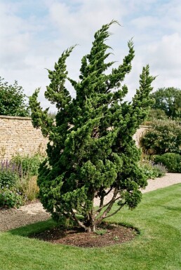 Juniperus chinensis 'Kaizuka' Busk