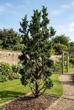 Juniperus chinensis 'Kaizuka' Busk