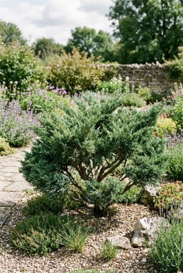 Juniperus chinensis 'San Jose' Busk